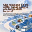 Che relazione c'è tra caffè, cacao e legno e la tutela delle foreste? 
